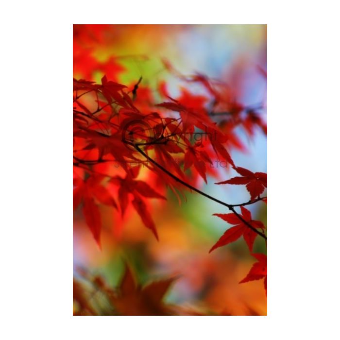 autumn Bergamot