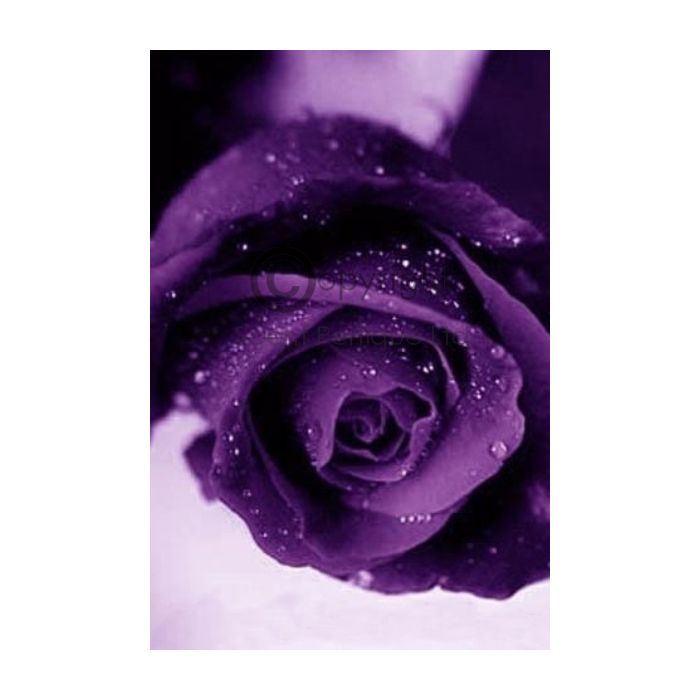rose & violet