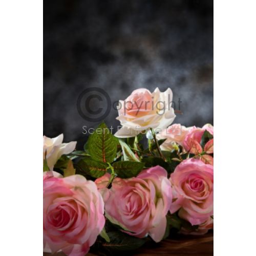 Cassis Roses
