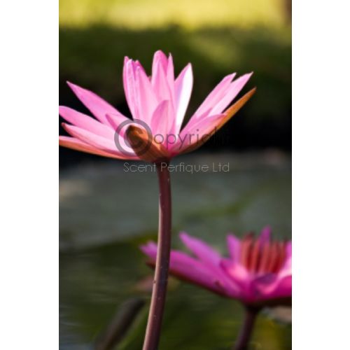 Lotus Blossom & Water Lily