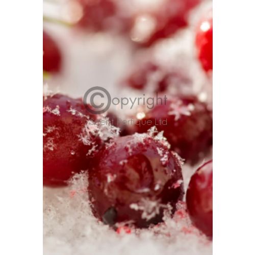 frosted cranberries