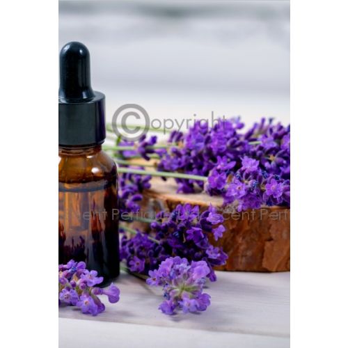 Oud Lavender Fragrance Oil