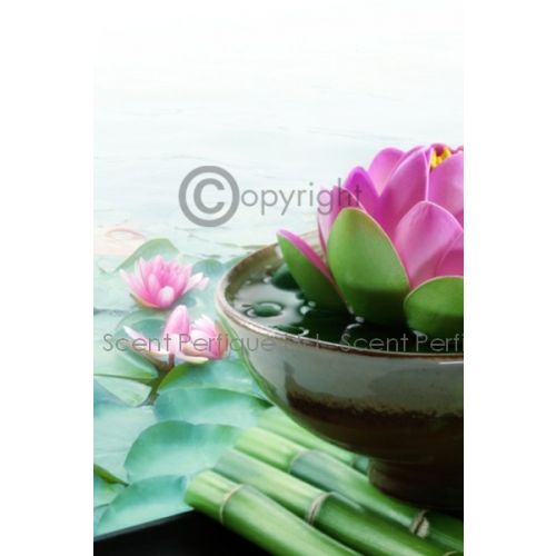 White Lotus & Bamboo Dreamz Fragrance Collection