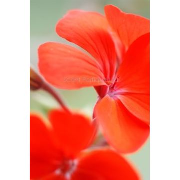 Patchouli Orange Blossom