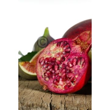 Pomegranate & White Fig