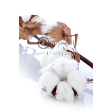 Pure Cotton2