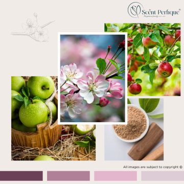 Apple Blossom & Sandalwood Dreamz Fragrance Collection