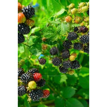 Blackberries & Rhubarb Flower Fragrance Oil