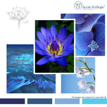 Blue Lotus Fragrance Oil