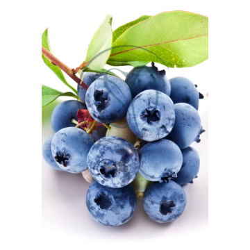Fresh Blueberry Cosmetic Flavour