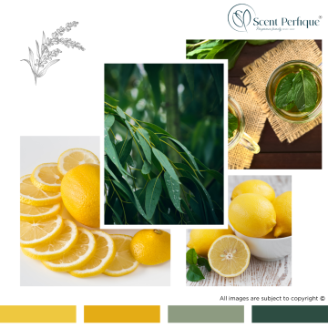 Eucalyptus Lemon & Mint Essential Oil