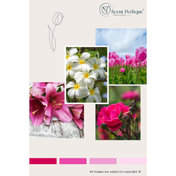 Pink Tulip & White Jasmine Fragrance Oil
