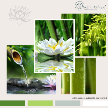 White Lotus & Bamboo Dreamz Fragrance Collection